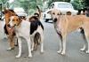 आवारा कुत्ते ने 56 लोगों को काटा