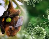 बंगाल में निपाह वायरस के दो संदिग्ध मामले मिलने के बाद मची हड़कंप