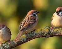 प्रकृति की नन्ही दूत है चिड़िया - विश्व गौरैया दिवस पर विशेष