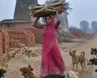 आवारा कुत्तों ने नोच-नोच कर ले ली जान