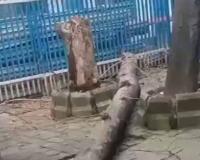 एसएसकेएम अस्पताल में पेड़ गिरने से महिला की मौत