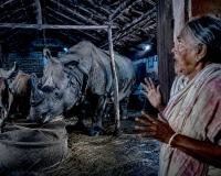गौशाला में गायों के ठीक बगल में एक विशालकाय गैंडा!