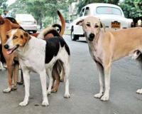आवारा कुत्ते ने 56 लोगों को काटा