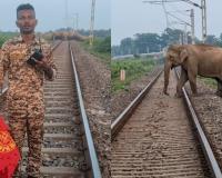 हाथियों की जान बचाने के लिए वनकर्मी ने दिखाई बहादुरी 