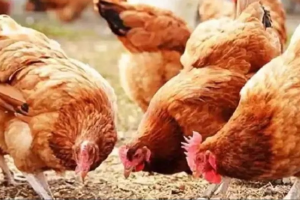 यूपी में पोल्ट्री फार्म खोलने पर 10 साल तक नहीं आएगा कोई बिजली बिल