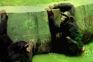 अलीपुर चिड़ियाघर  में निपाह को लेकर खास अलर्ट