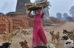 आवारा कुत्तों ने नोच-नोच कर ले ली जान