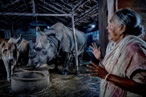 गौशाला में गायों के ठीक बगल में एक विशालकाय गैंडा!