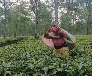 पूजा से पहले डुआर्स के 3 चाय बागान बंद 