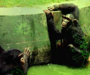 अलीपुर चिड़ियाघर  में निपाह को लेकर खास अलर्ट